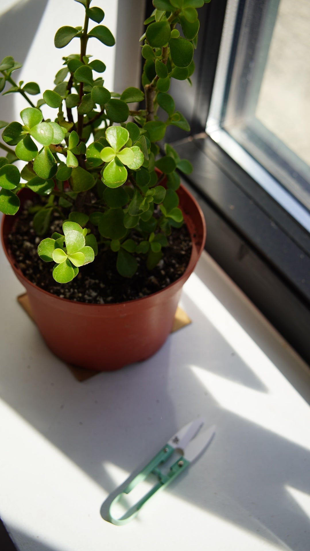 Corner of the Month: Plants!