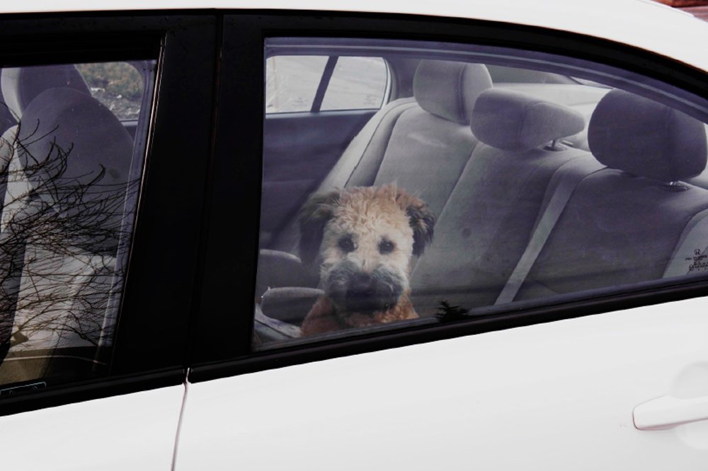 Ed Panar: Animals That Saw Me