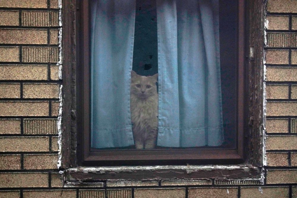 Ed Panar: Animals That Saw Me