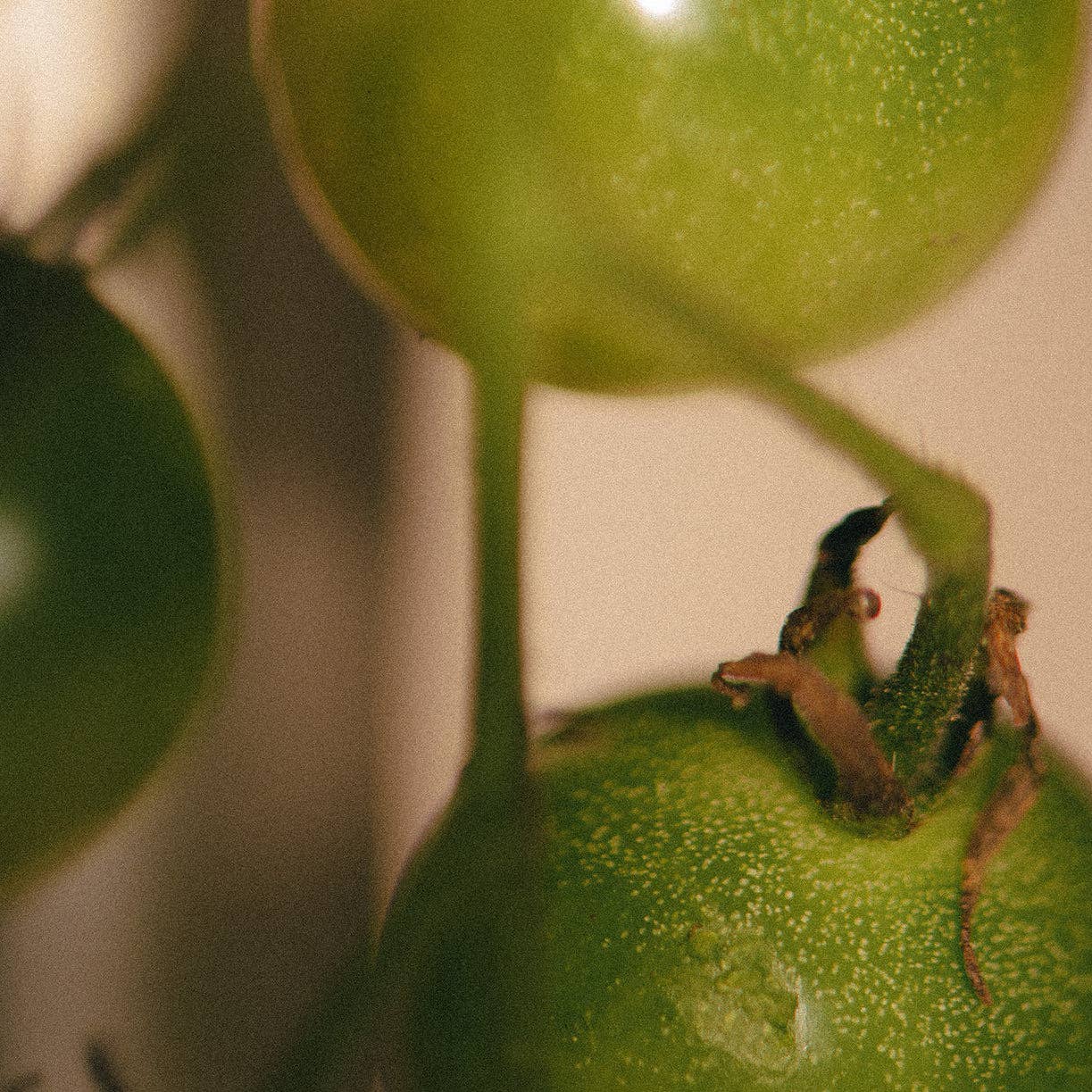 Cowboy candle — detail