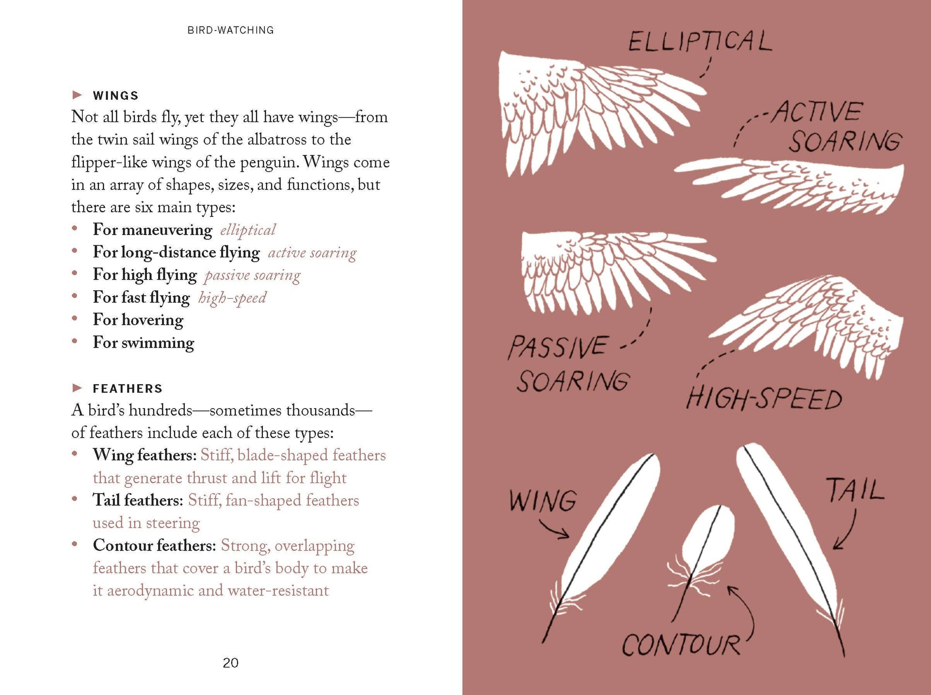 Pocket Nature: Bird-Watching