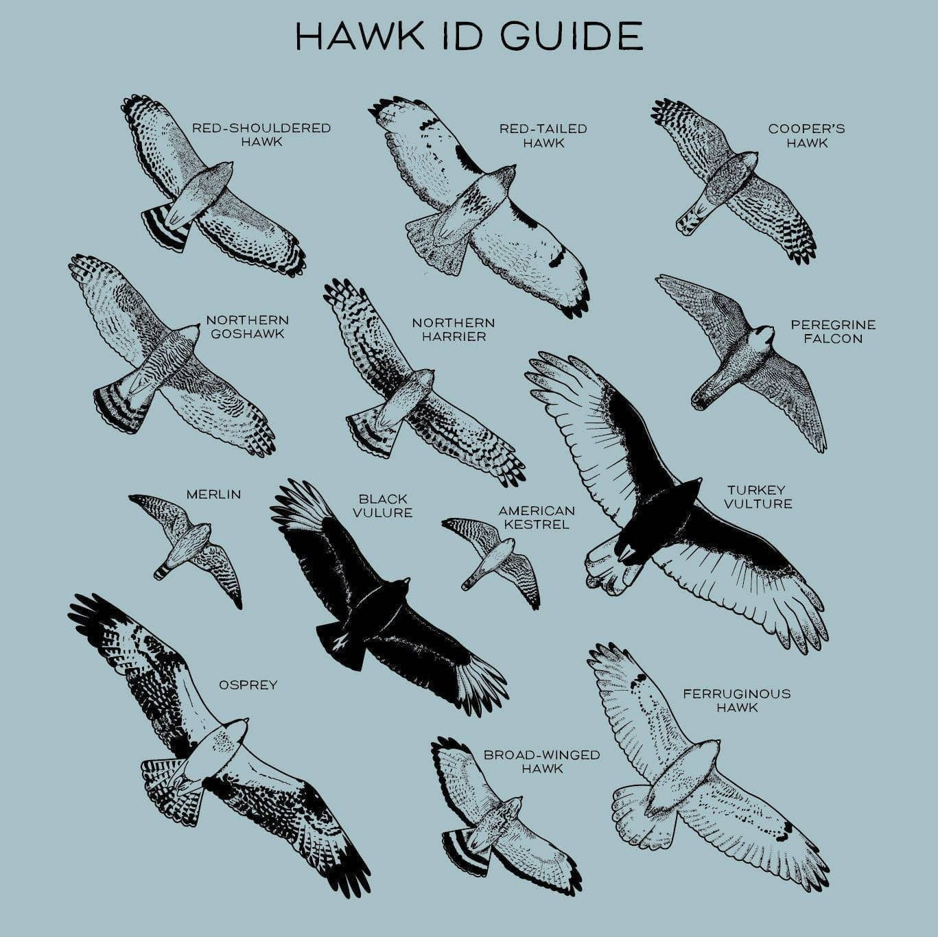 A photo of Hawks in Flight nalgene water bottle