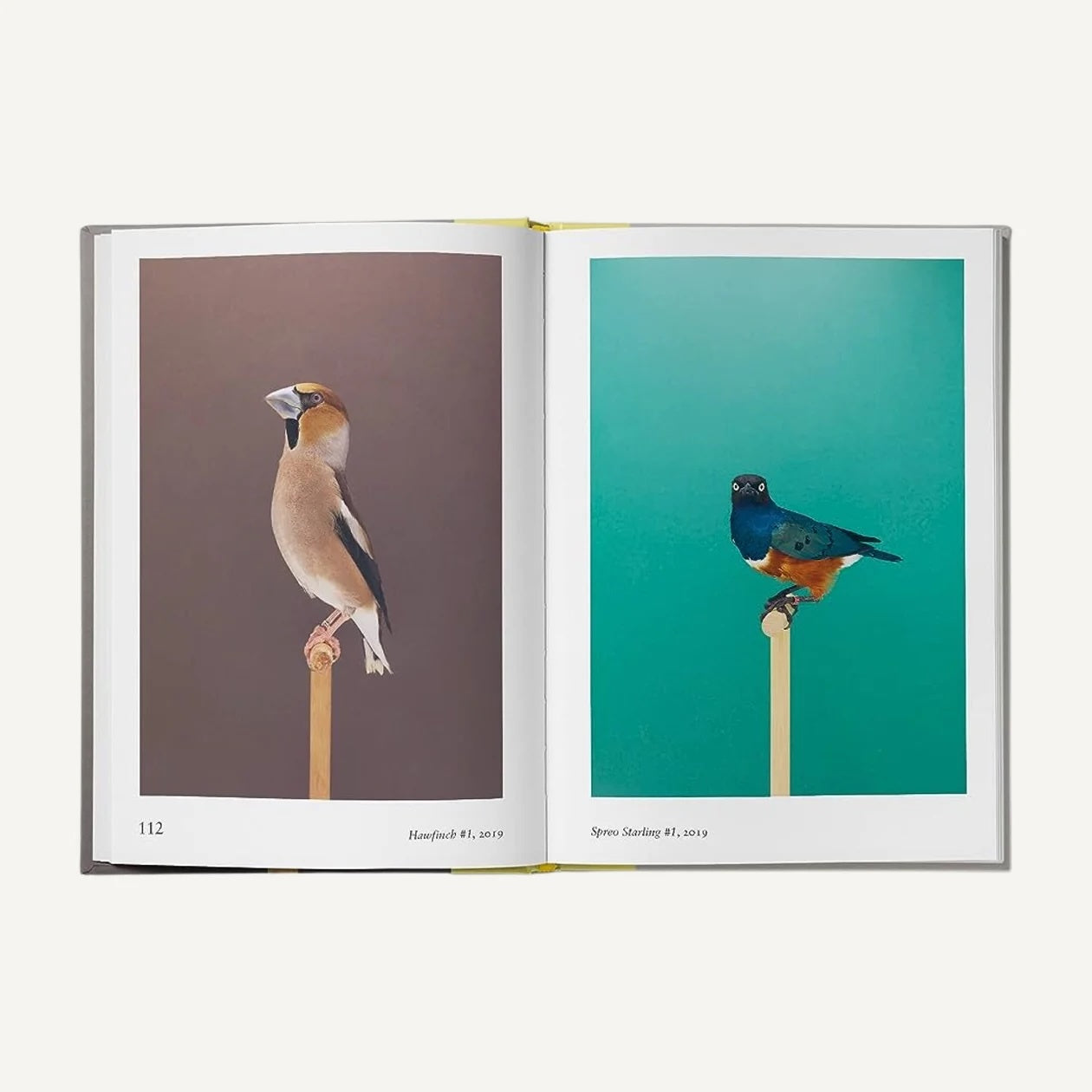 A photo of New Photography of the Bird