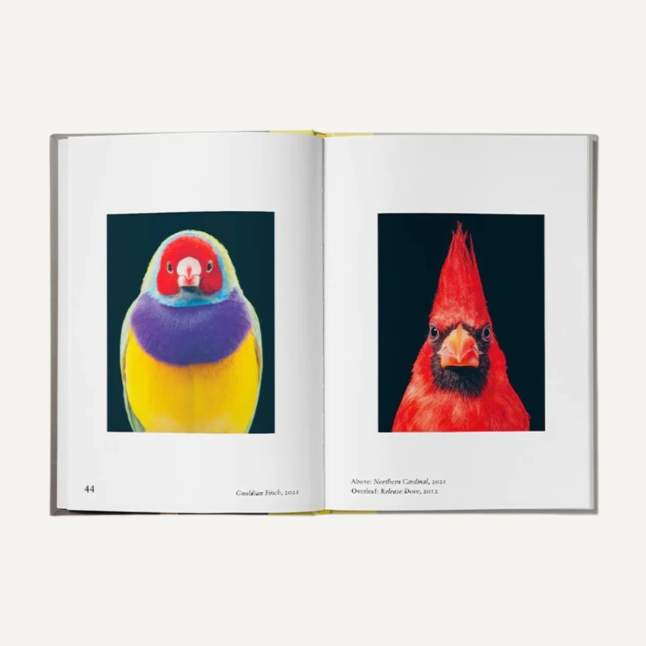 A photo of New Photography of the Bird