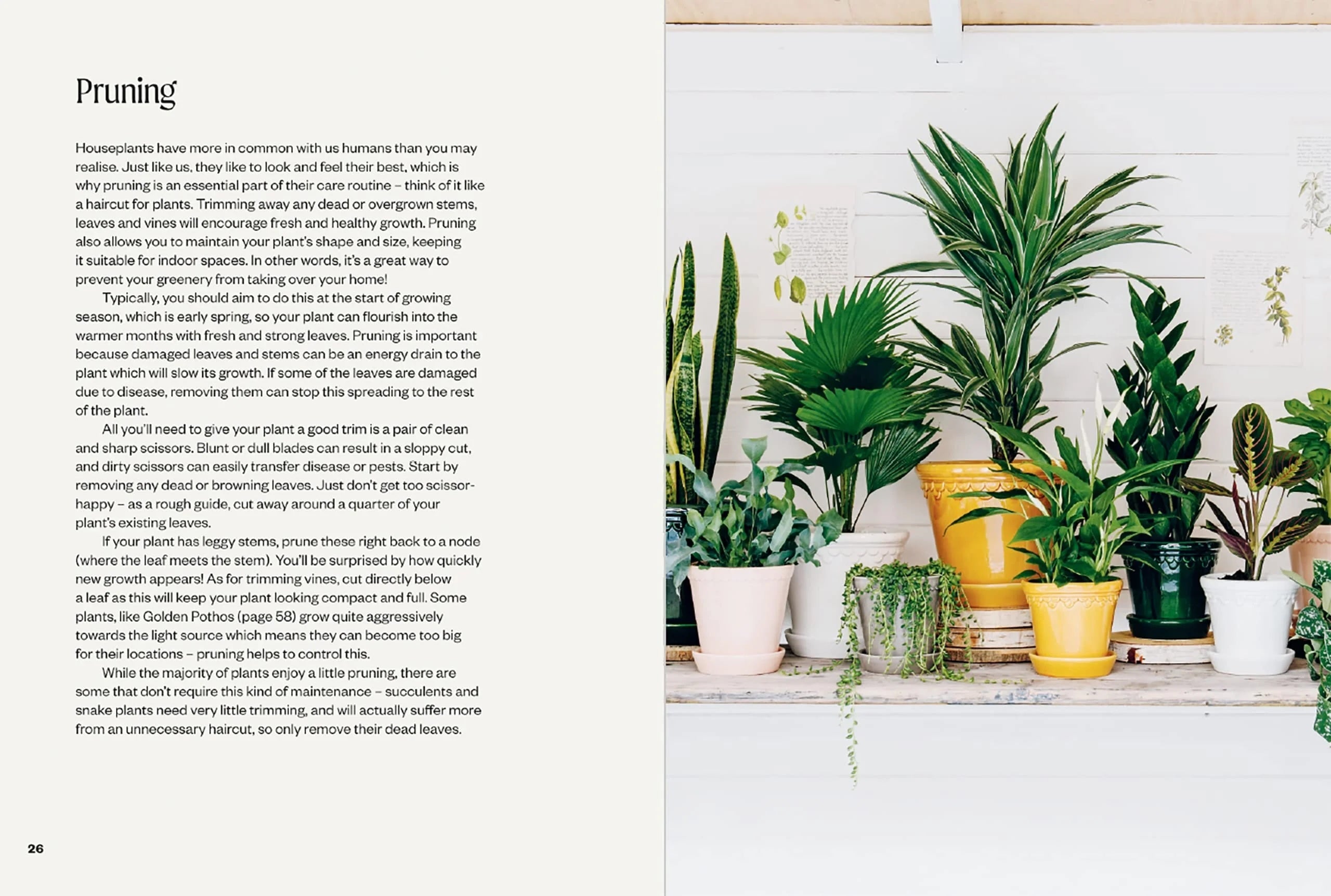 A photo of The Unkillables: 40 resilient house plants for new plant parents