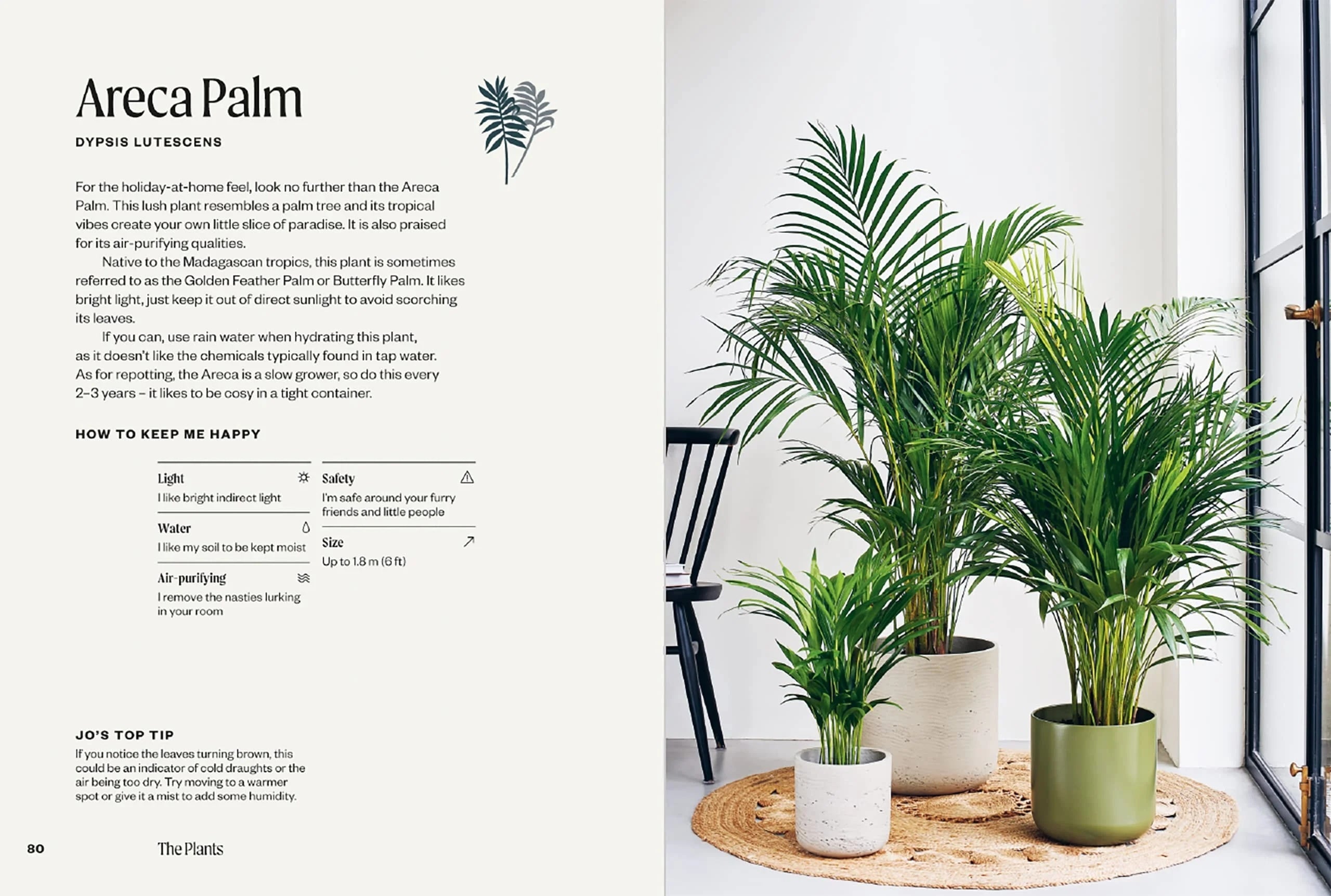 A photo of The Unkillables: 40 resilient house plants for new plant parents
